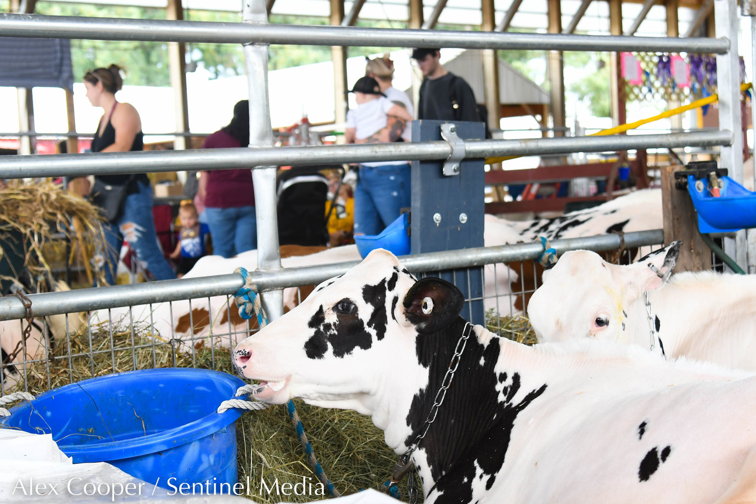 Dairy cows eat hay on Thursday at the Herkimer County Fair in Frankfort.