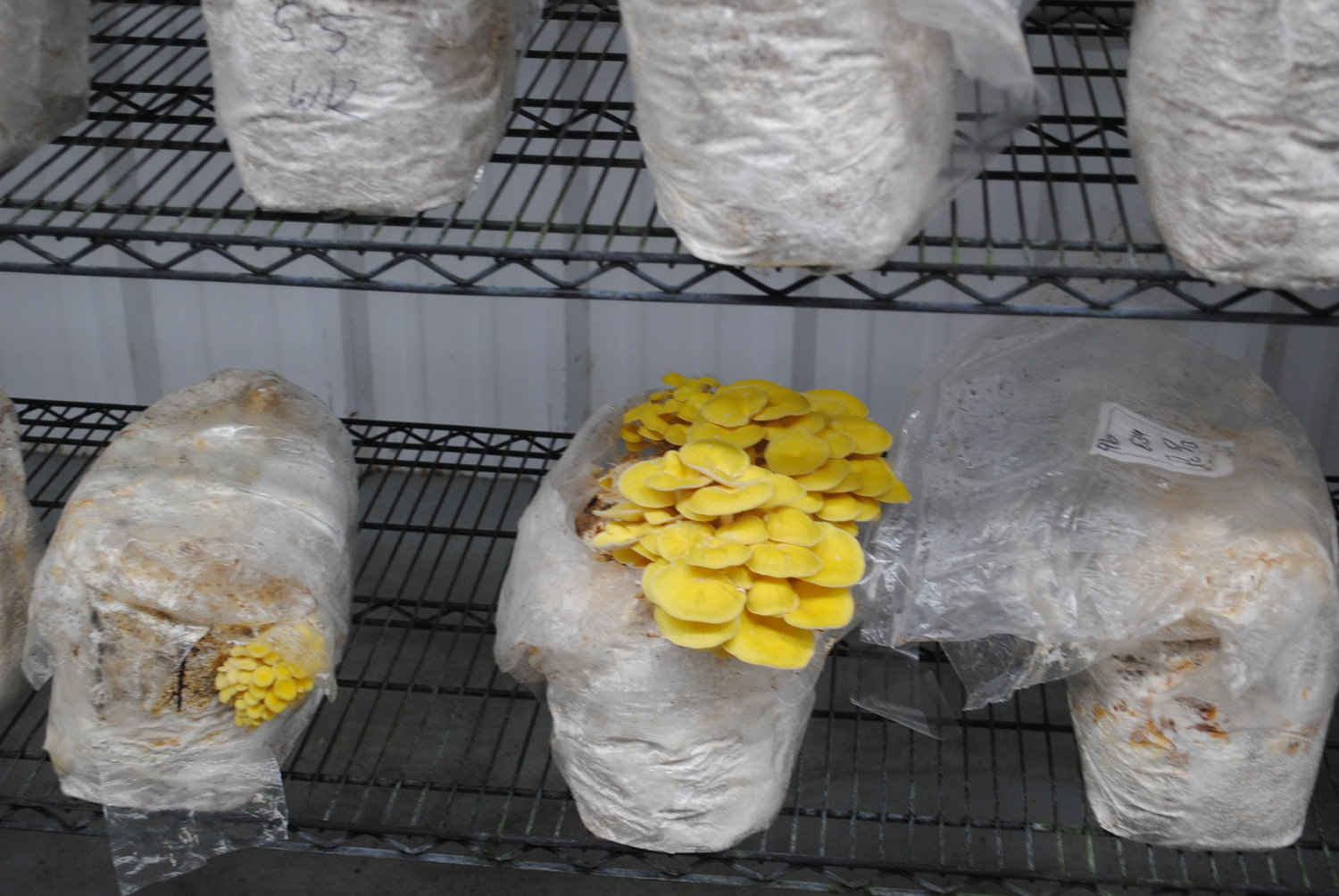 Golden oysters are one of the specialty mushrooms grown at the New York Mushroom Company in Lebanon.