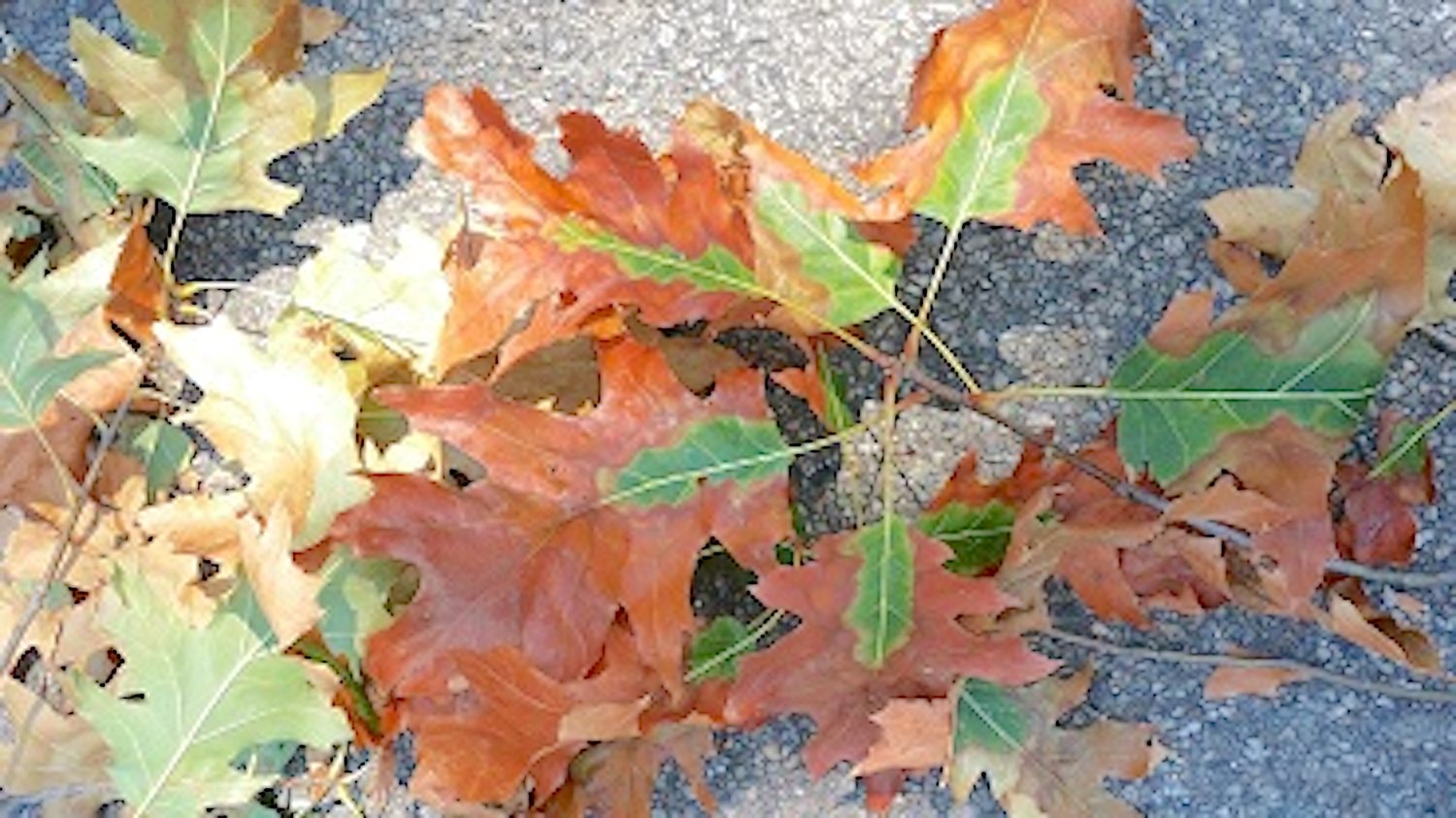 Symptomatic leaves from an oak wilt infected tree.