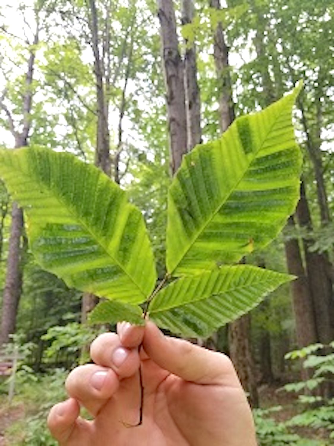 Beech leaves exhibiting the striping associated with beech leaf disease.