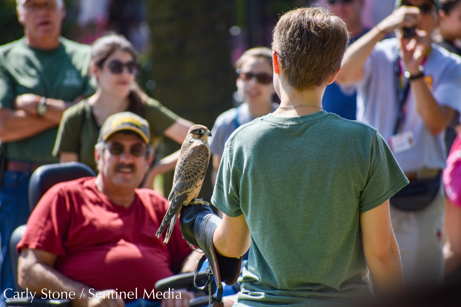 Fairgoers take a look at this peregrine falcon as part of the daily Birds of Prey show at the New York State Fair.