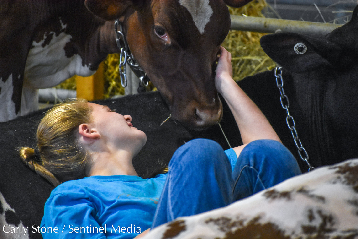 13-year-old Olivia VanEvera, of Cobleskill, lounges with her show-cows at the New York State Fair. The brown cow getting a scratch is named Wynonna. The black cow serving as a backrest goes by the name "Party Time."