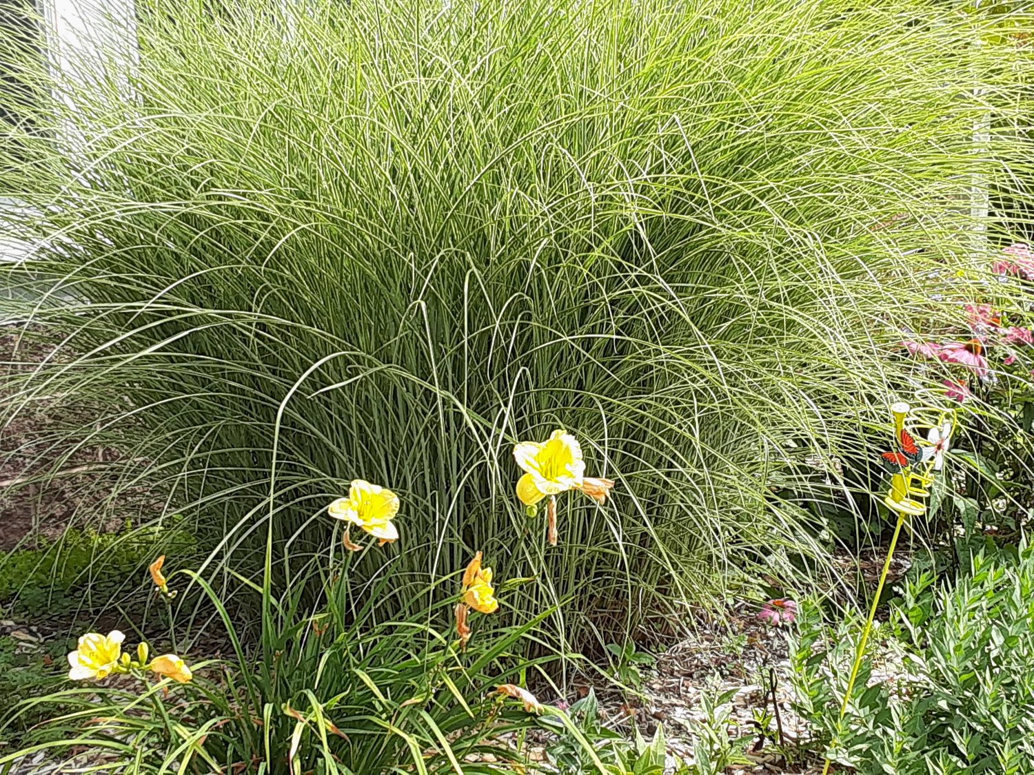 Miscanthus sinesis variegatus, also known as eulalia grass