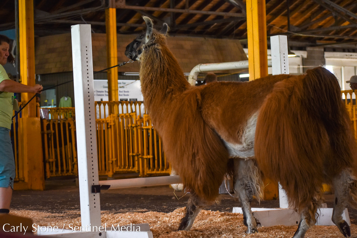 A llama is judged for its skills at the NYS Fair.