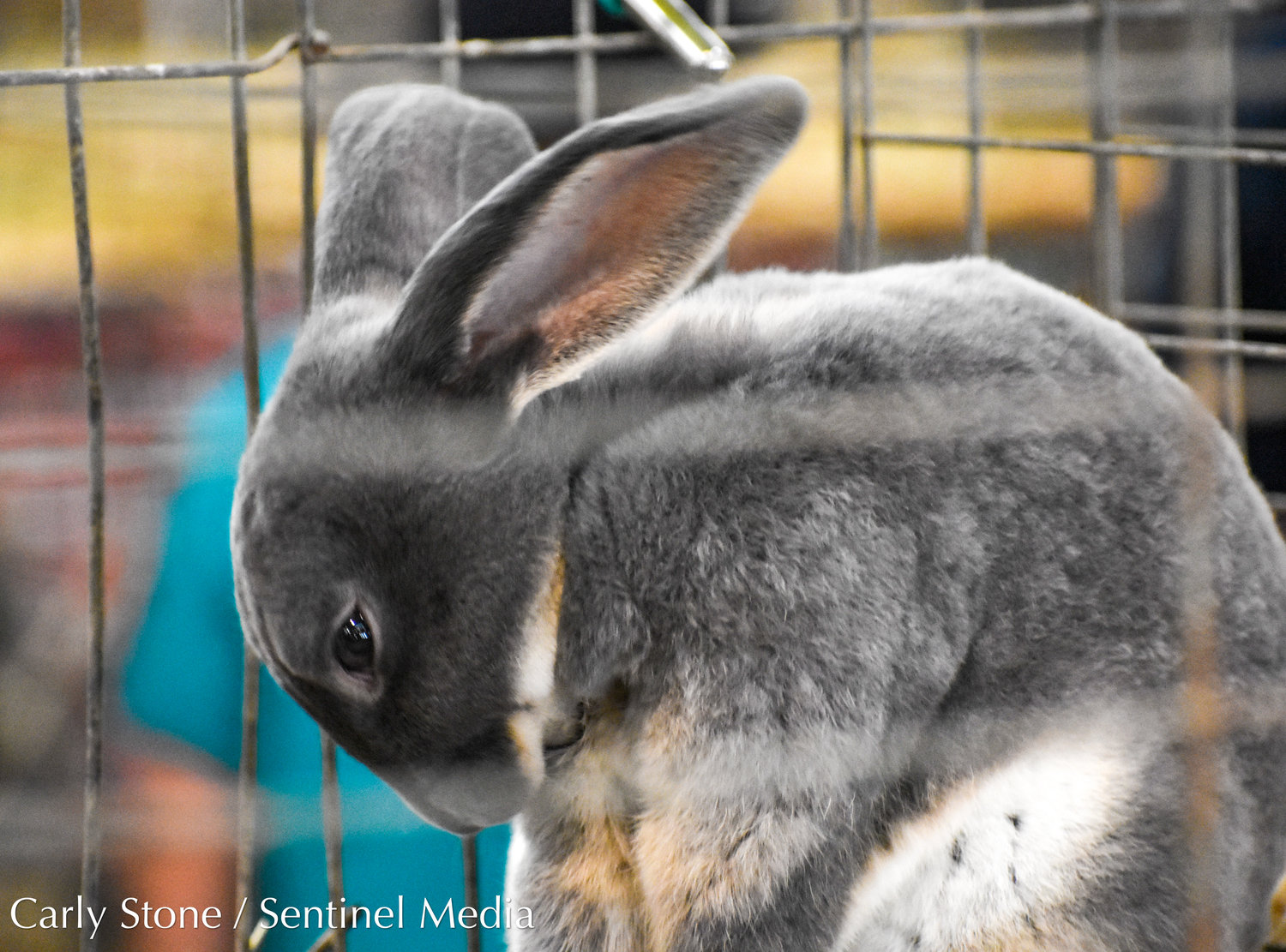 This is one of the dozens of rabbits on display in the poultry building at the NYS Fair.
