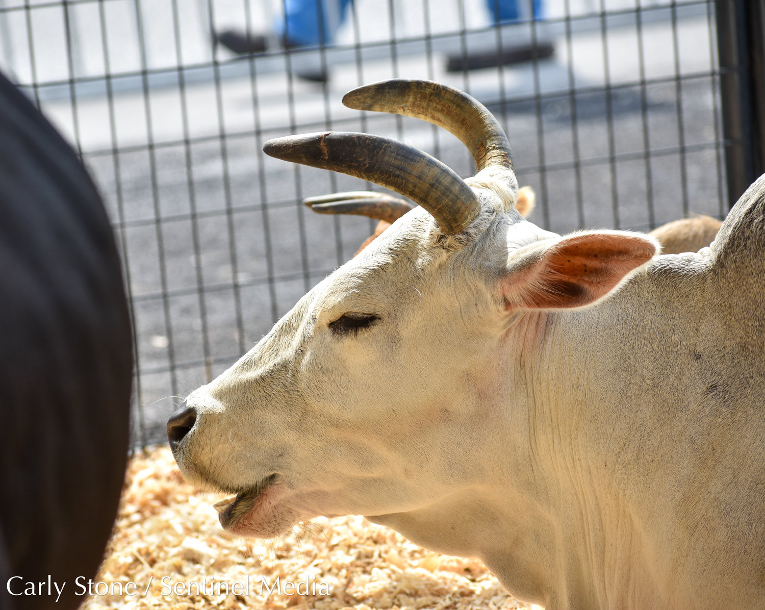 A zebu seen at the petting zoo tent near the Family Fun Zone at the NYS Fair.