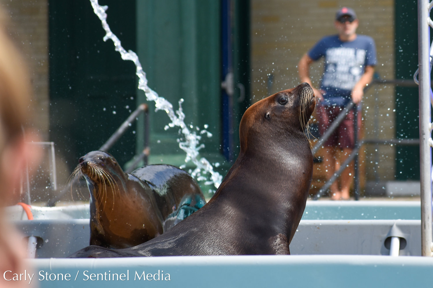 Sea Lion Splash is back this year at the 2022 NYS Fair.