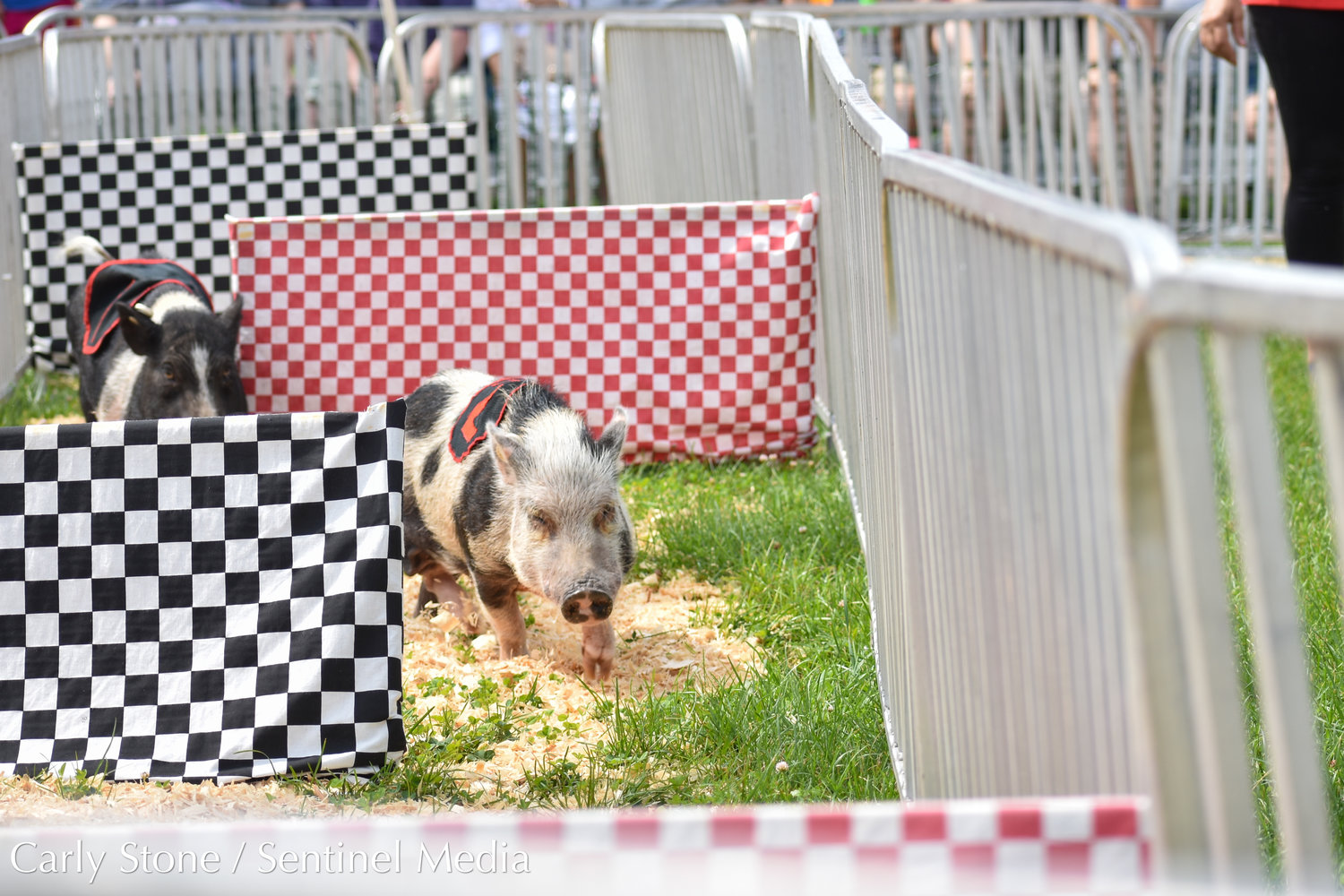 Two pigs — "Baconator," and "Dale Earnhog Jr." — race through the obstacles as part of the Hollywood Racing Pigs show at the NYS Fair. The race takes place near the Family Fun Zone.
