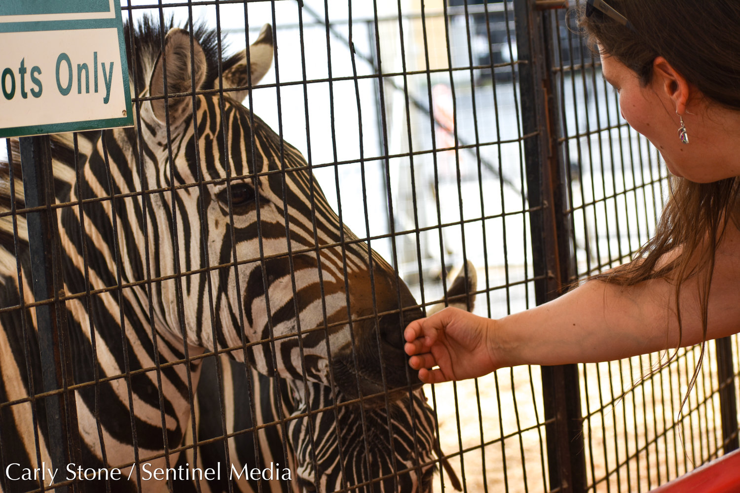 Fairgoers can feed carrots to zebras at the petting zoo tent near the Family Fun Zone at the NYS Fair.