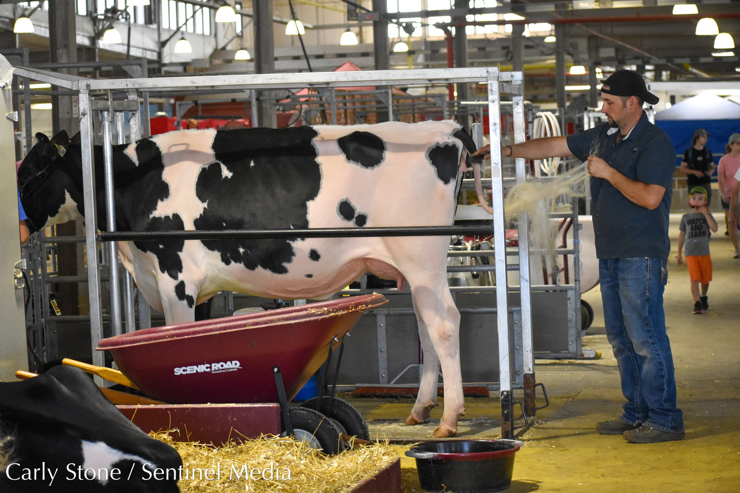 A cow gets a cleaning in the dairy cattle building at the NYS Fair.