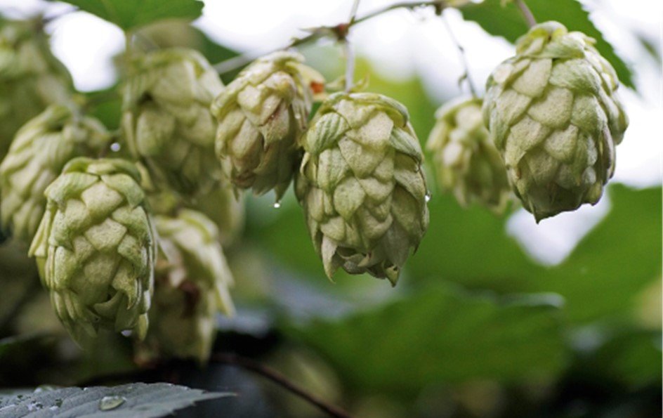 A cluster of hops, with droplets of water in them, are shown. Hops, the flowers of the Humulus lupulus plant, are often used as a flavouring and stability agent in beer, where they typically give off a floral or fruity flavor and aroma.