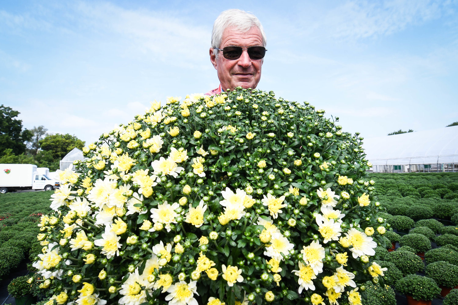 Jan Barendse, owner of River Road Farm &amp; Greenhouses in Marcy, holds early blooming fall mums outside of his greenhouse on Thursday, Aug. 25.