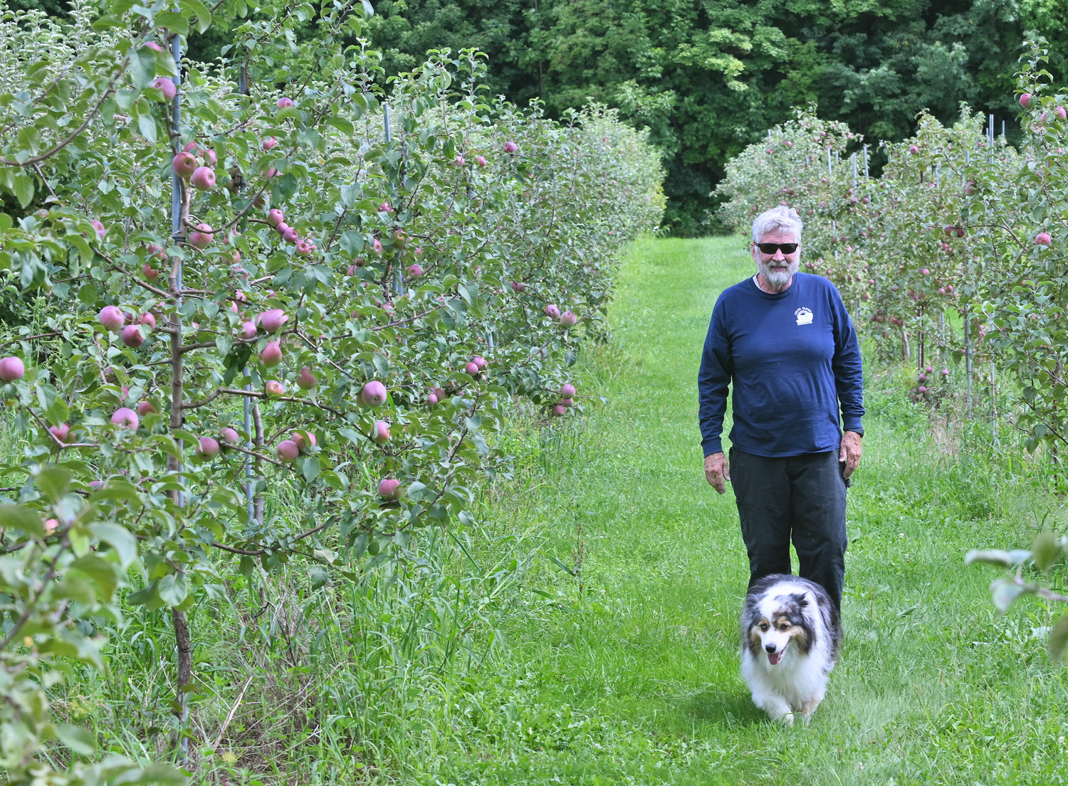 Matthew Critz, and his dog, Lou, along an aisle of Liberty apple trees at his orchard in Cazenovia on Wednesday, Aug. 31.