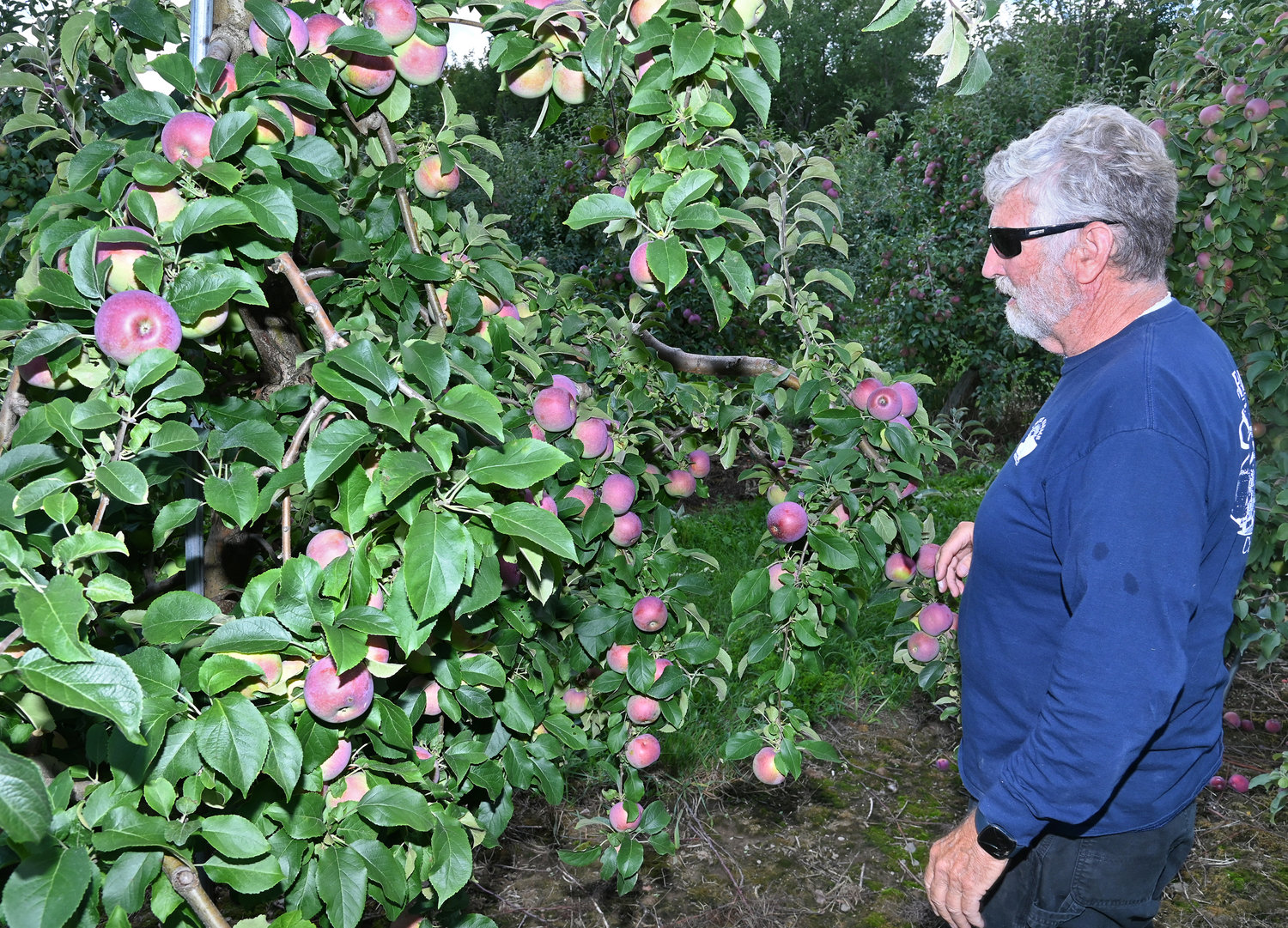 Matthew Critz in his orchard in Cazenovia on Wednesday, Aug. 31.
