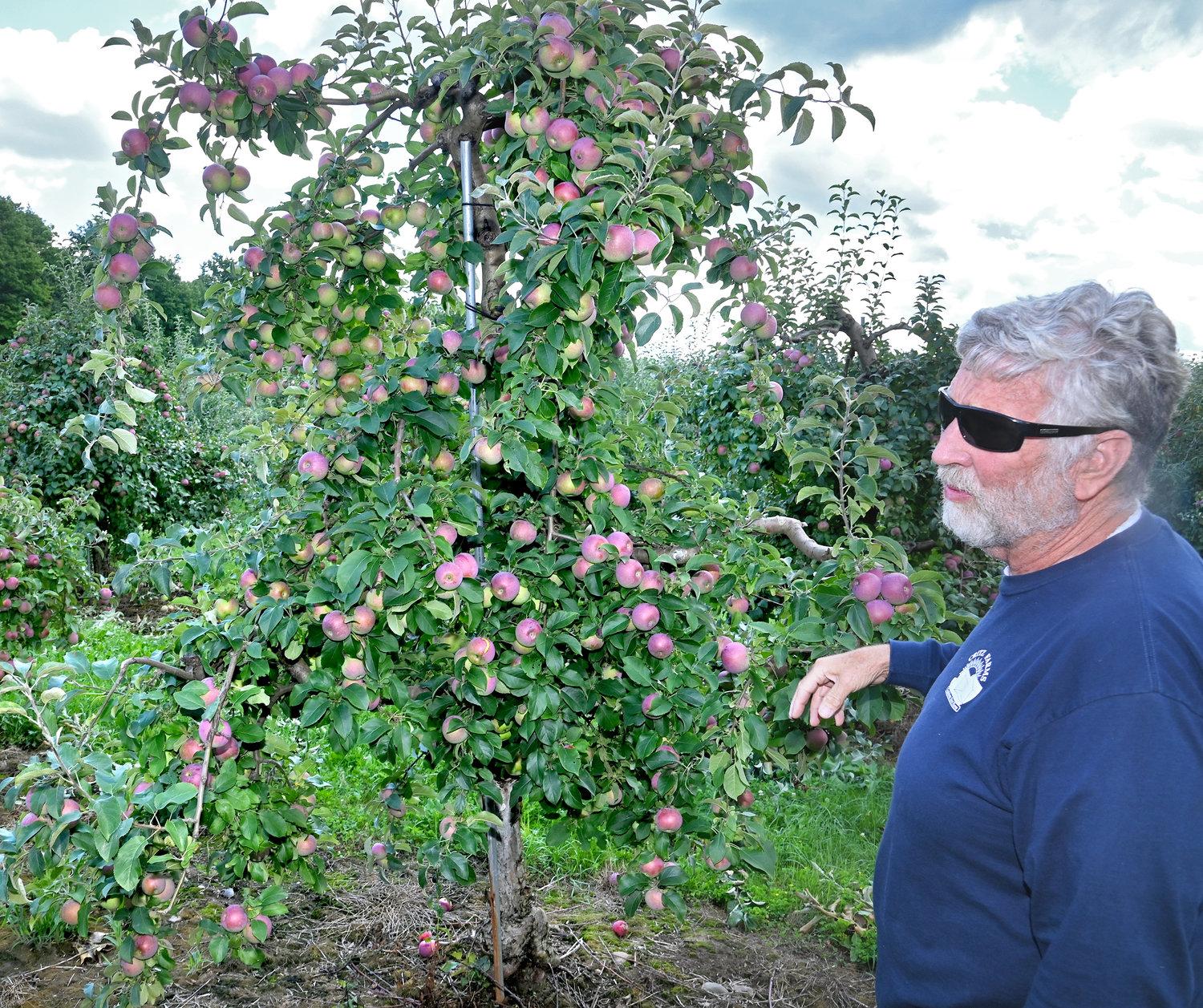 Matthew Critz with a tree full of Empire apples in his orchard in Cazenovia on Wednesday, Aug. 31.