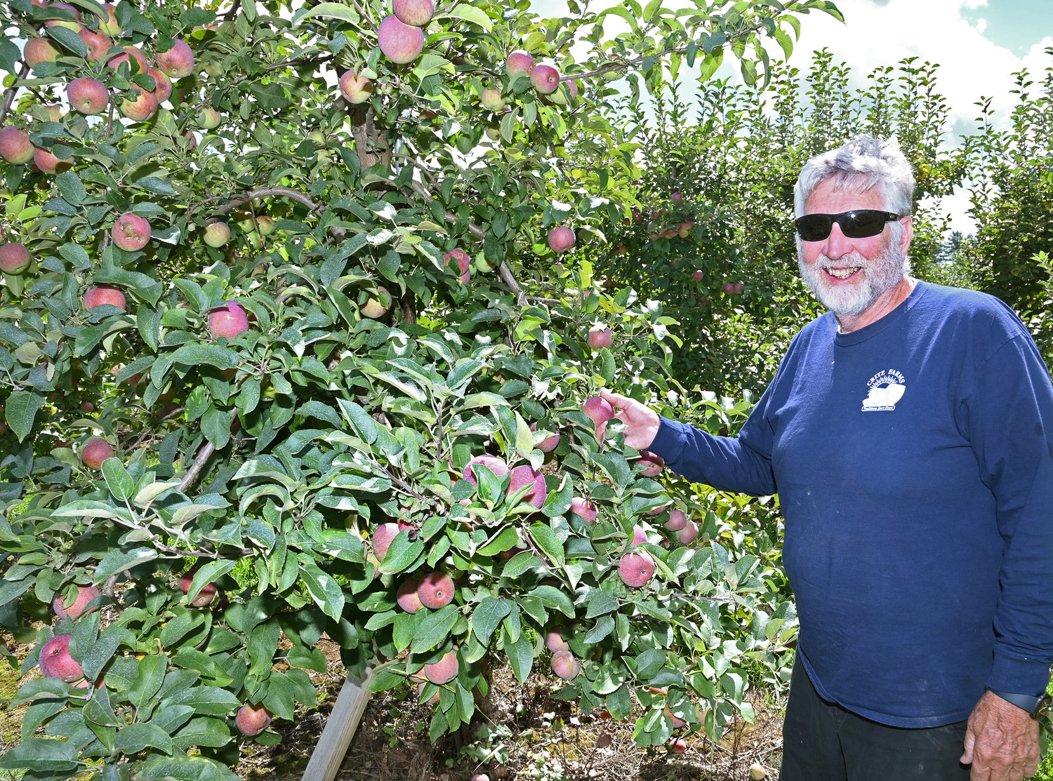 Matthew Critz with a tree full of Empire apples in his orchard in Cazenovia Wednesday, August 31.