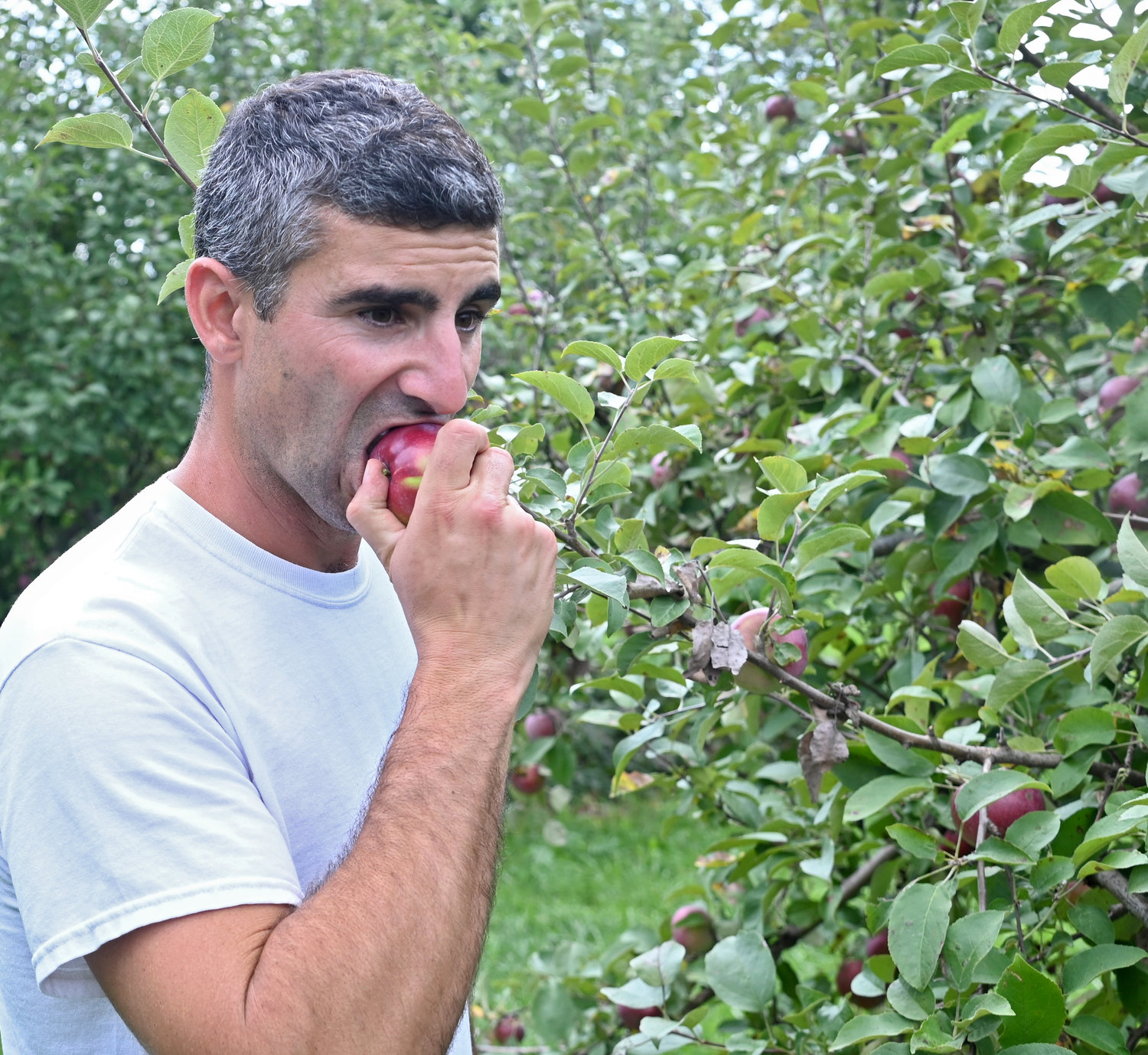 Michael Joseph of North Star Orchards in Westmoreland takes a big bite out of MacIntosh apple Wednesday in the u-pick section of the orchard. The u-pick season is set to begin at North Star and other area orchards.