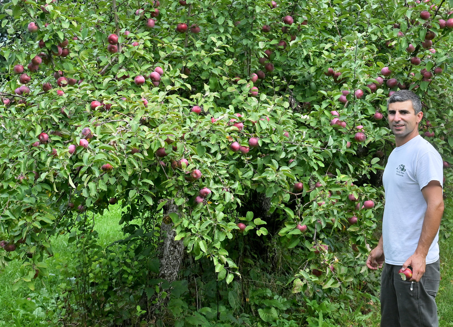 Michael Joseph of North Star Orchards in Westmoreland with a tree full of McIntosh apples.