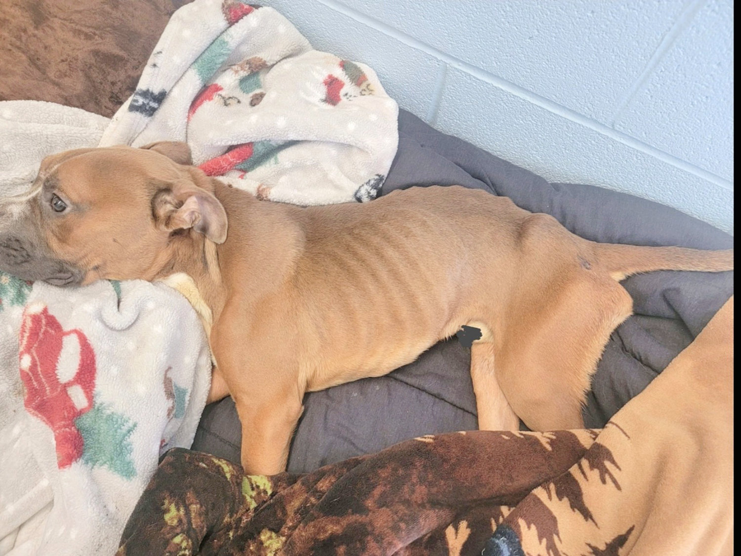 This malnourished dog was found abandoned in Frankfort in Herkimer County. Anyone with information on the dog or the owner is asked to call police at 315-894-3594.