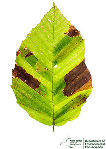 Signature striping and browning are keys signs of Beech Leaf Disease. To find out more about Beech Leaf Disease, see the NYS Department of Environmental Conservation website, https://www.dec.ny.gov/lands/120589.html.