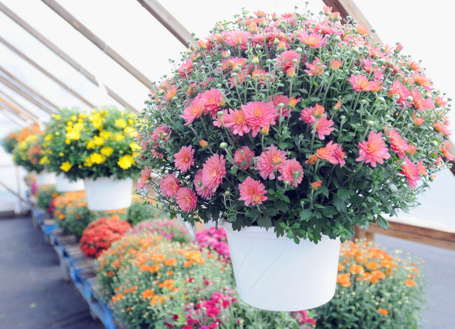 Some of the mums in the green house at Mitchells, 6964 S. James St. For fall color, Wise suggests adding hardier flowers, like mums or asters, that are designed to withstand colder temperatures and moisture.