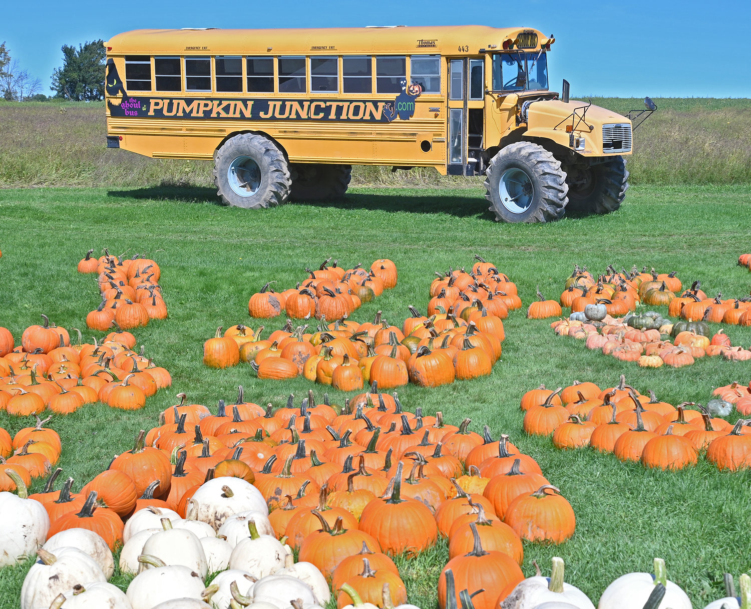Pumpkin Junction Monster Ghoulbus with pumpkins in the foreground. The fall time destination is located at 2188 Graffenburg Road in Sauquoit.