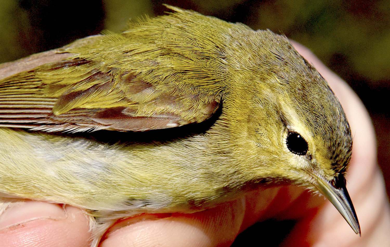 Luke DeGroote holds a Tennessee warbler for a closeup after getting caught in a long net at the Powdermill Avian Research center in May 2018, near Rector, Pa. The Tennessee warbler is one of some 450 bird species discussed in a new online atlas of bird migration.