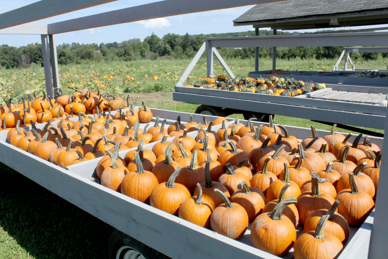 At the Cullen Pumpkin Farm, Richfield Springs, pumpkins and gourds are hand-planted and hand-harvested, ready for sale.