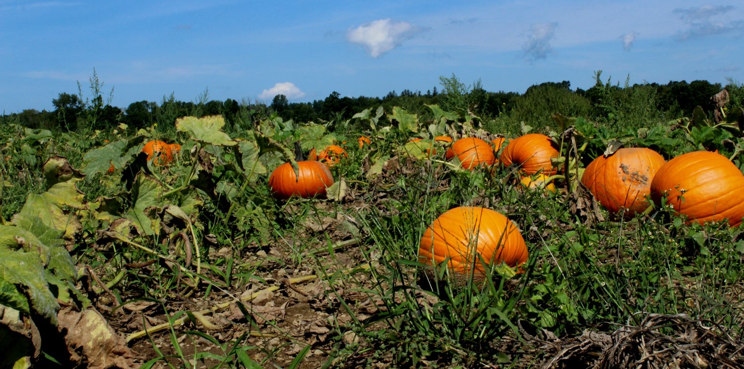 Pumpkins of all colors, shapes, and sizes are ripe for the picking.