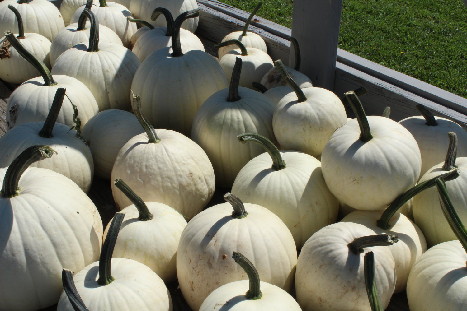 The white pumpkin is one of 20 varieties planted each year by the farm.