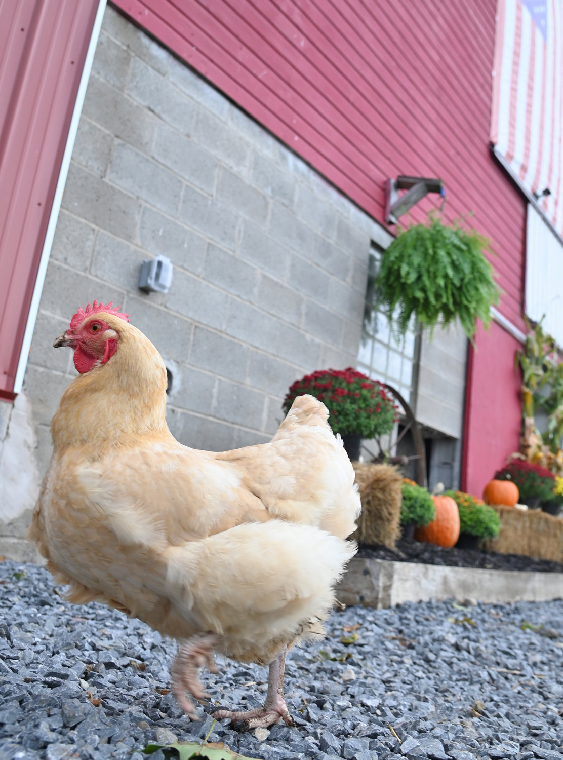 A chicken steals some of the limelight during a tour of the Collins Farm and Creamery in Rome on Monday.