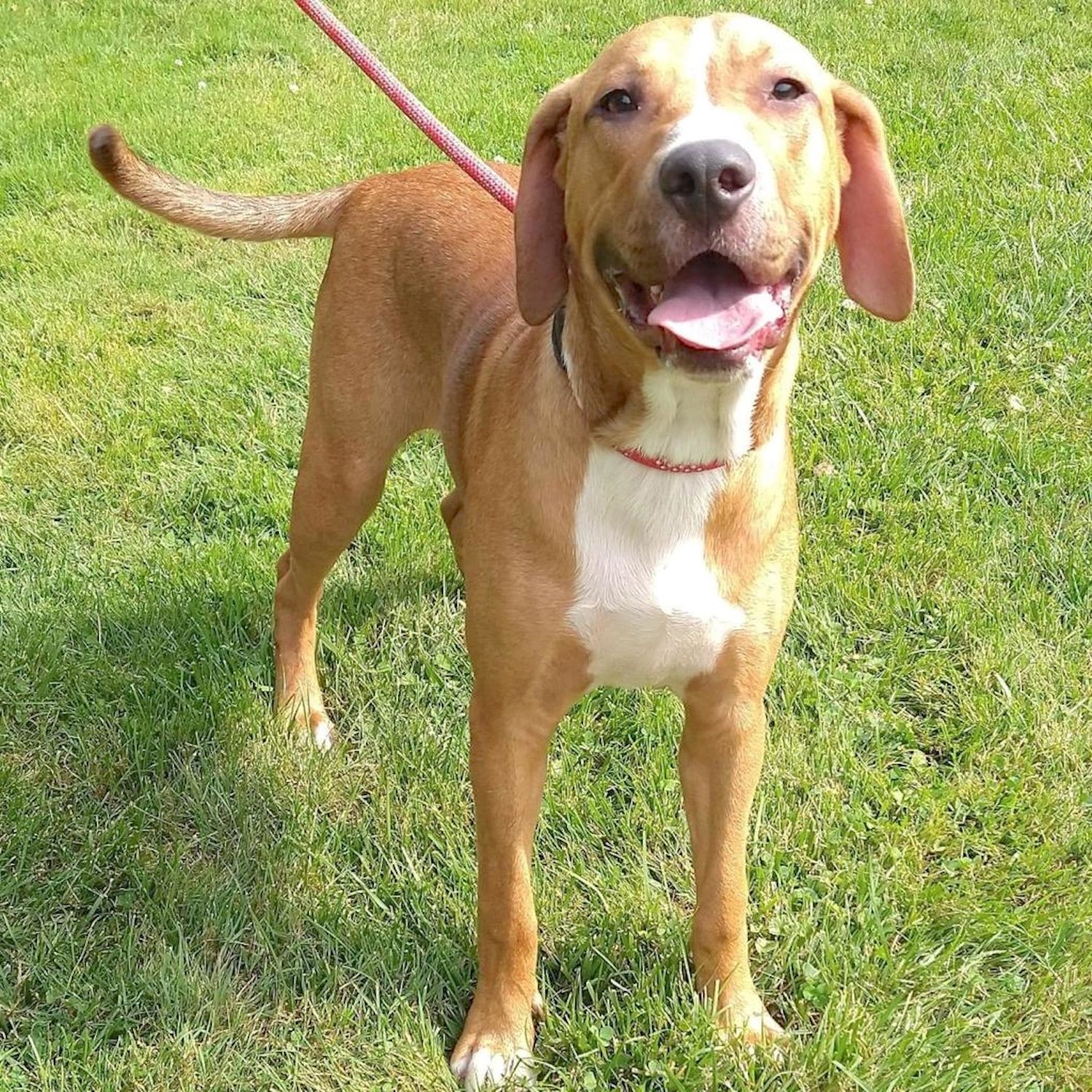 Hello! I’m Bert and I am about 4 years old. The nice people here say that I am so goofy, you might think I was a puppy! I get along with other dogs and I love playing. I’m full of energy and would love some more people to play with. The perfect family for me would be one that loves to go outside, is active, and has lots of love to give. If you would like to meet Bert, stop by Wanderers’ Rest Humane Association, 7138 Sutherland Drive, Canastota, or call at 315-697-2796.