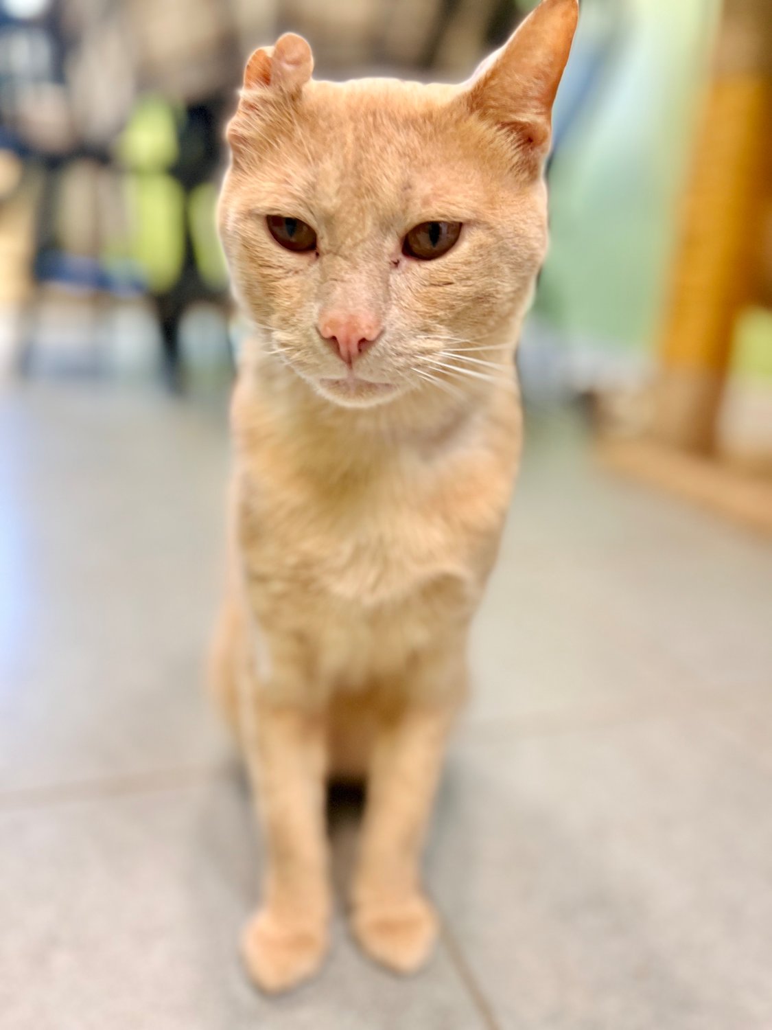Meet Nacho — he is 8 years old and just as sweet as he looks! Nacho came in as a stray very thin and covered in fleas. His right ear looks a little different from a prior hematoma, most likely from some type of injury. It is healed and his ear will stay that way, but he is beautiful just the way he is! Despite whatever Nacho has been through, he is just as sweet as can be. He loves people and getting attention. He lives in our front office area with many other cats and he does not mind them at all. Nacho is neutered, current on vaccines, and microchipped. His adoption fee is $80. Apply here to adopt: www.anitas-sshs.org/adopt/apply. Anita’s Stevens-Swan Humane Society, 5664 Horatio St., Utica, 315-738-4357, www.anitas-sshs.org.