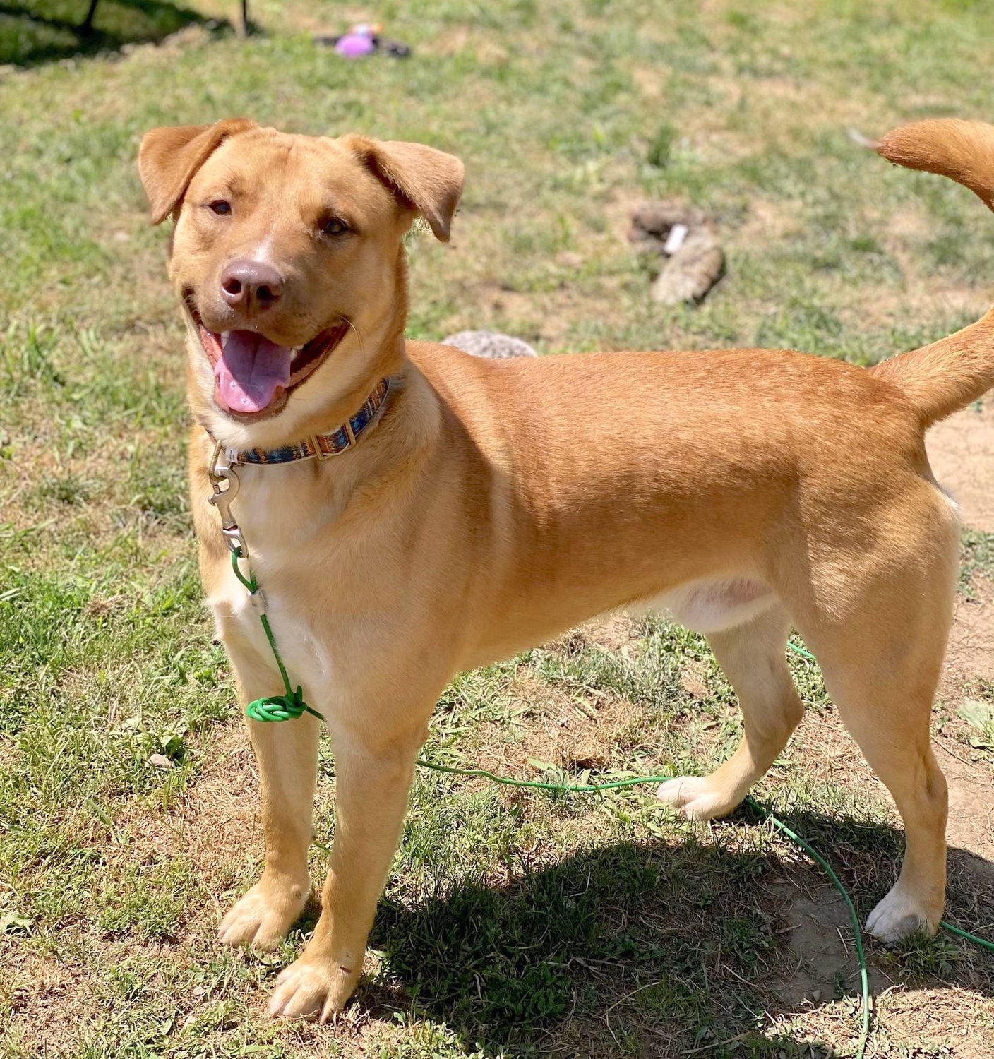 This handsome and happy guy is a 2-year-old pitbull/lab mix called Whiskey. He really wants to be the best companion to someone and is searching for that perfect home. He has a lot of potential, but he definitely needs a home that offers him structure, boundaries and of course a lot of room where he can run and play! He loves playing with rope toys and tennis balls. This energetic guy will keep you busy and always entertained! He prefers to be the only pet in a home, so he can receive all of the love and attention. To visit Whiskey, stop by the Humane Society of Rome, 6247 Lamphear Road, call 315-336-7070 or go to www.humanesocietyrome.com.