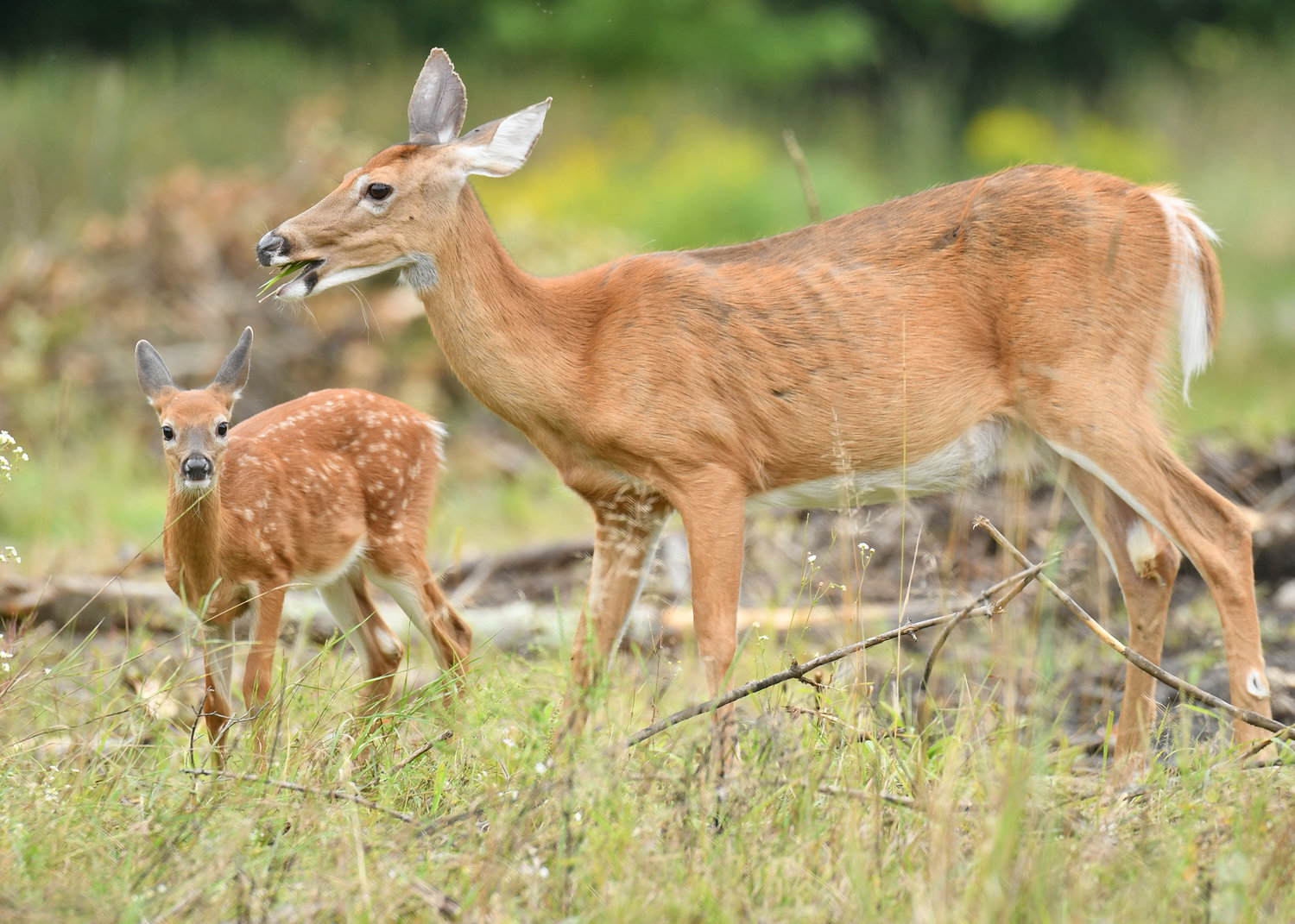 A doe and her fawn nibble away in the tall grass at Delta Lake State Park recently. As summer has given way to fall, deer will spend much of their time trying to pack on some extra pounds to prepare for the potential of a harsh winter ahead. But, before the snow and cold arrives, the fall season will provide its colorful foliage show.