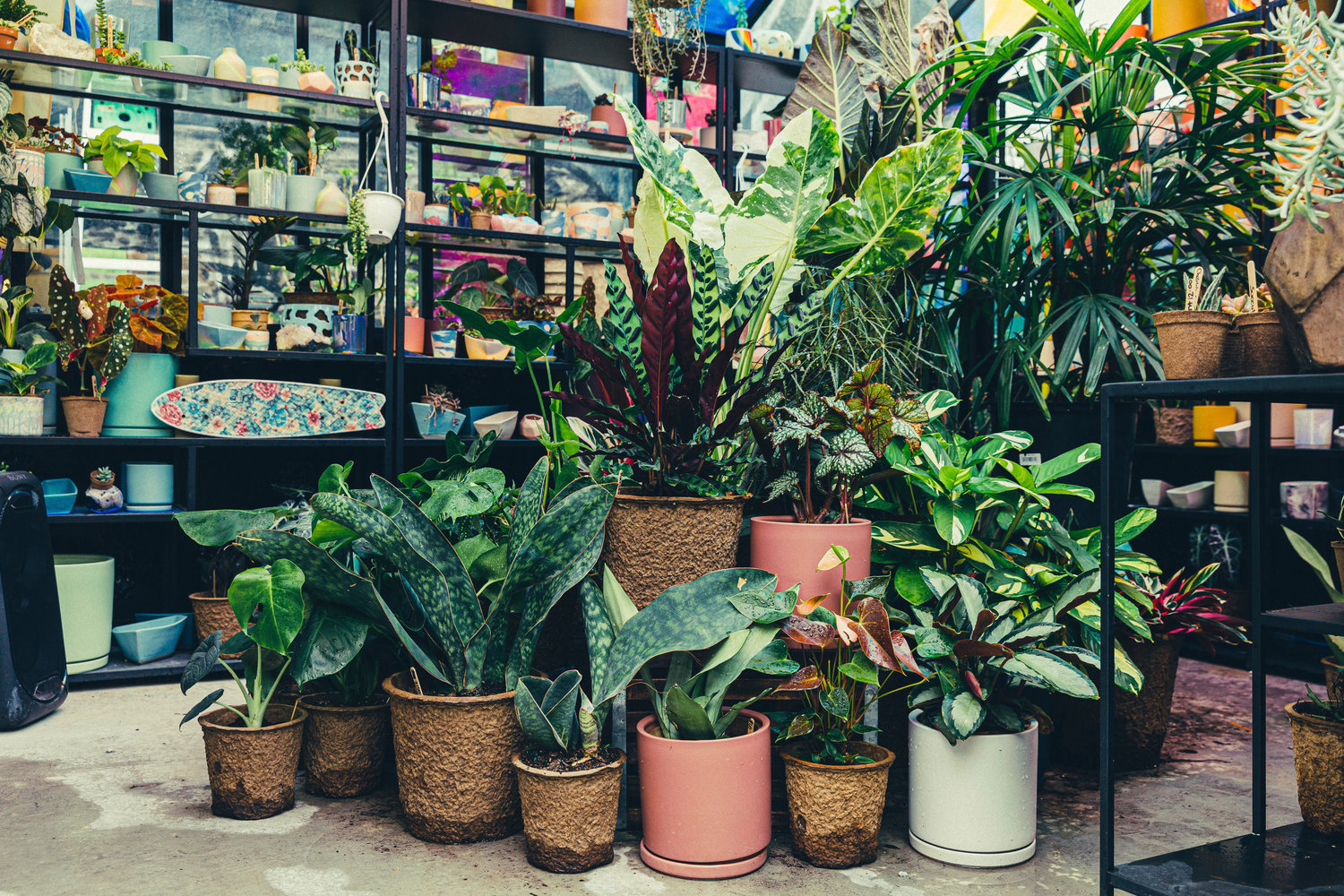 This July 2021 photo shows plants in biodegradable nursery pots at the plant shop Pollyn in the Brooklyn borough of New York, which serves the wedding industry. More couples are turning to potted plants in place of cut flowers, which often must travel long distances.