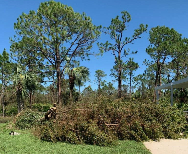 Pictured are trees that were battered by Hurricane Ian in Fort Myers.
