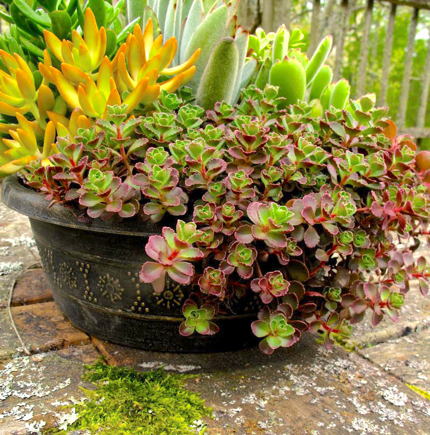A succulent arrangement on a patio table in Langley, Wash. Succulents come in a variety of shapes and sizes and are low maintenance. They are the perfect choice for that indoor location with the most light such as a southern exposure.