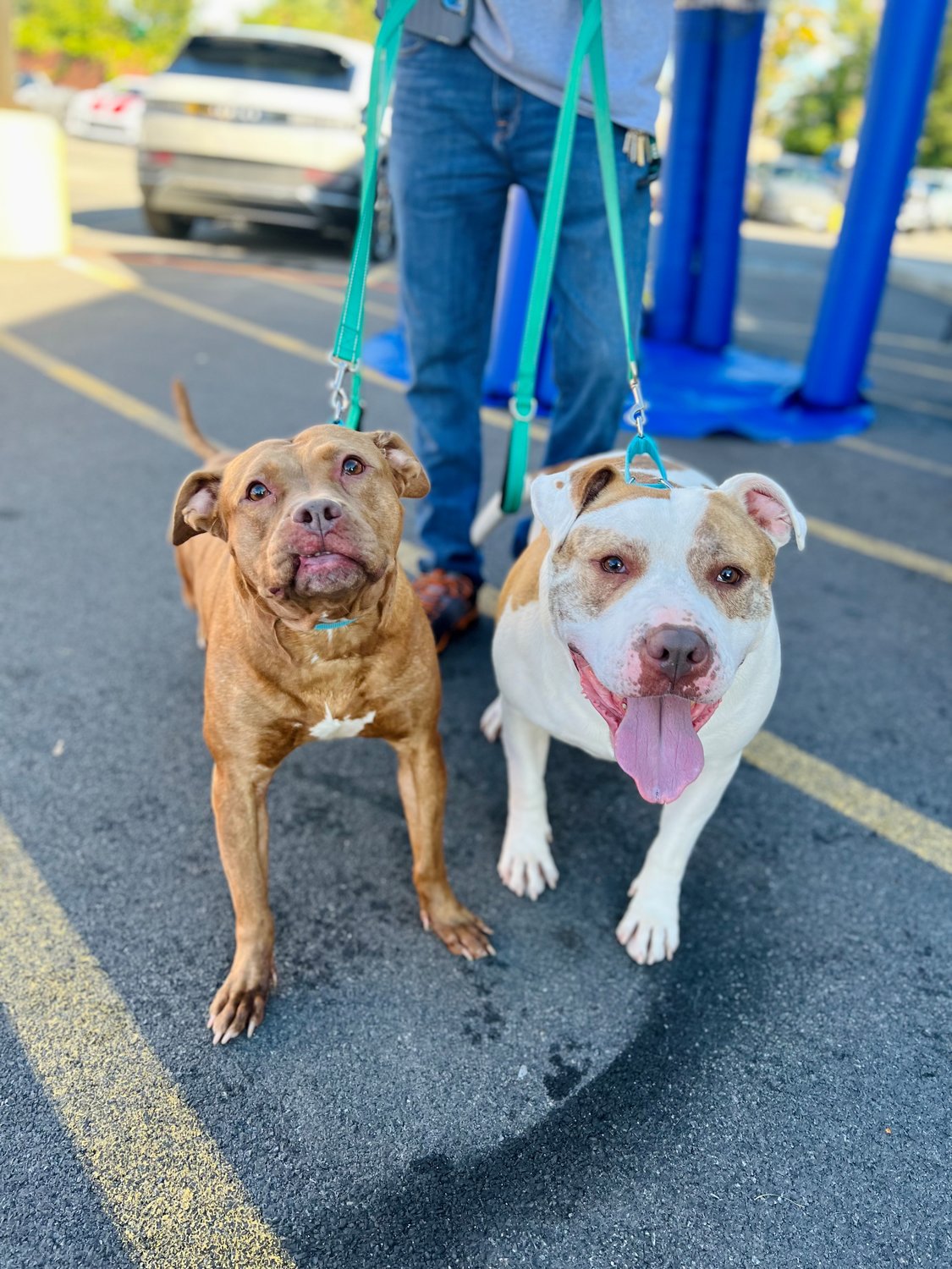 Lola and Debo are still waiting for their hero to come along! They are a bonded pair and are 7 years old. On Oct. 13, they will have been at the shelter for one year, so we really want to find them a home together. They have attended events and did great around other dogs and meeting people of all ages. They like to go for walks and play outside, but they’re at the perfect age where they would be equally as content cuddling up on the couch. The beauty of adopting a bonded pair is they already have a friend and you know they adore each other. Lola &amp; Debo are spayed/neutered, current on vaccines, and microchipped. Their adoption fee is reduced to $120 for both. Lola does have a fatty tumor on her chest and a cyst near her spine, but no treatment is needed for either of those. Stop in during business hours at Anita’s Stevens-Swan Humane Society, 5664 Horatio St., Utica, to meet Lola &amp; Debo or fill out an application at https://www.anitas-sshs.org/adopt/apply/Dog.