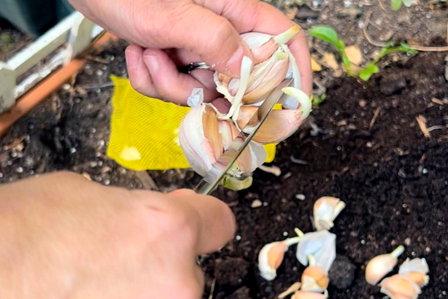 A garlic bulb is separated into cloves for planting.