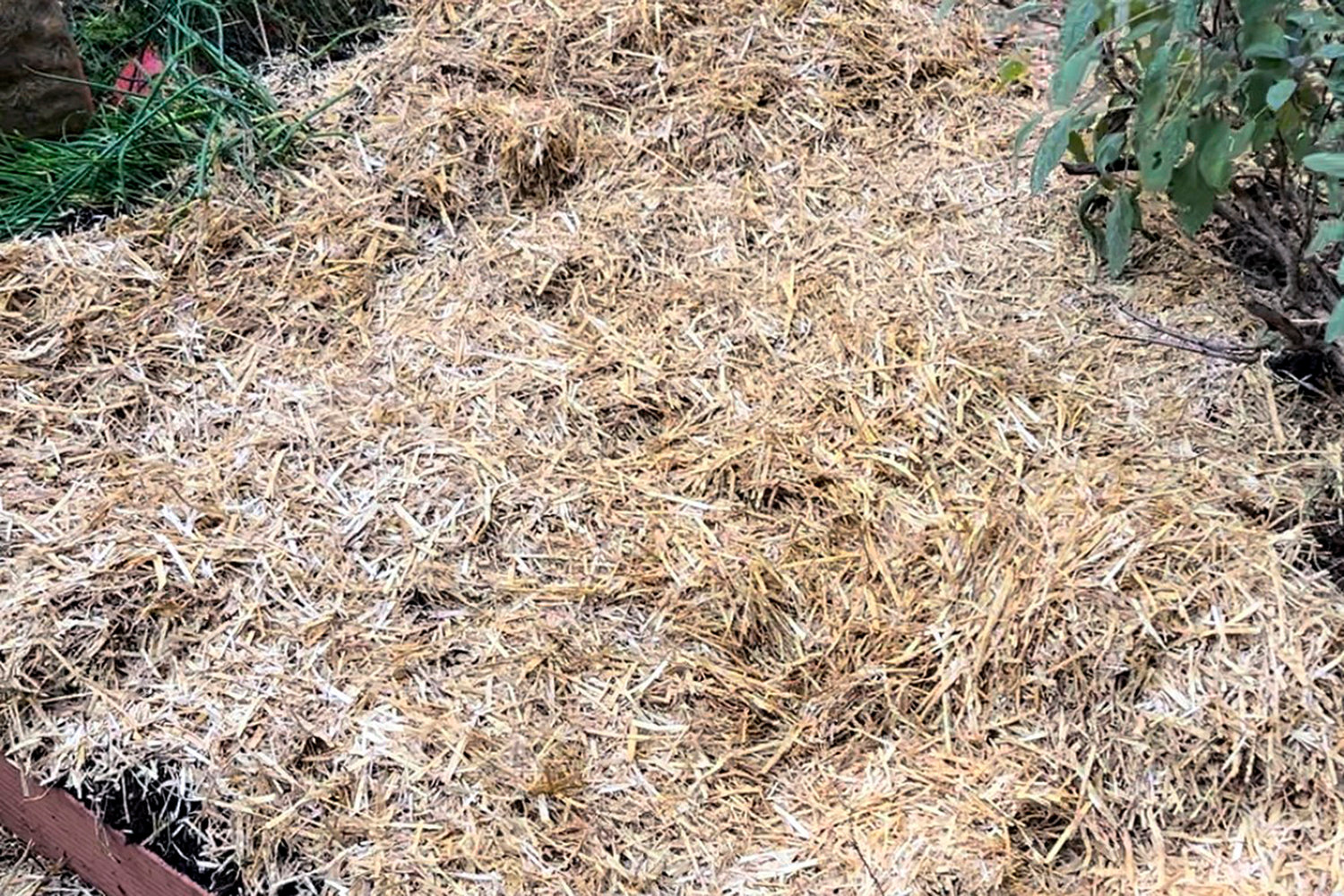 A thick layer of straw mulch spread over a bed of newly planted garlic cloves.