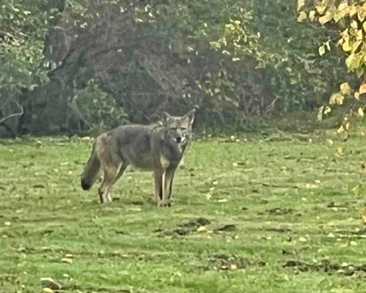 This Eastern coyote was spotted and photographed in the Village of Westmoreland on Tuesday. Although its appearance caused some to think it might be a wolf, officials with the state Department of Environmental Conservation have confirmed the critter is a coyote, which are fairly common in New York State.