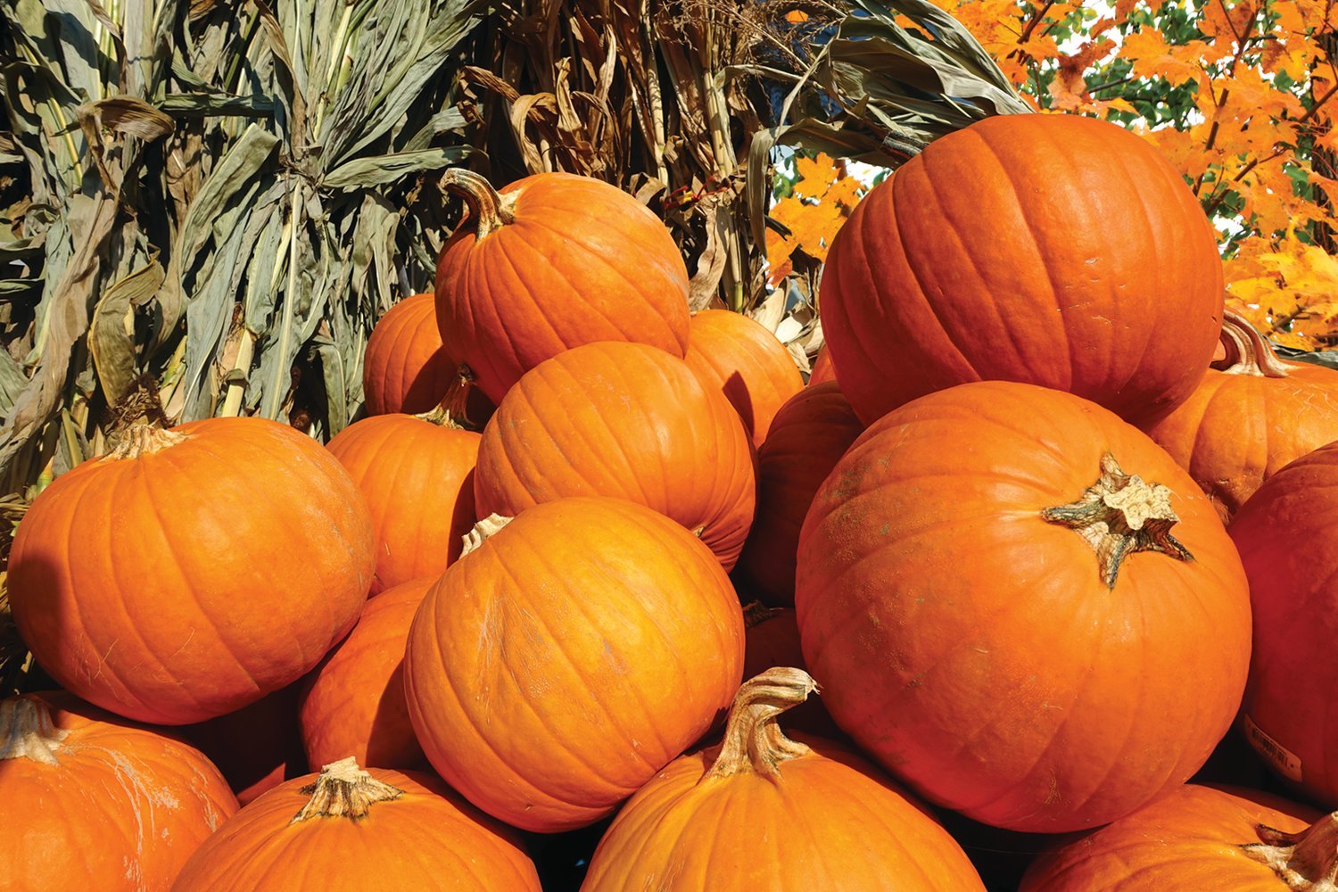Pumpkin is the easiest vegetable to grow, even for a beginner gardener. It is a tender vegetable meaning the seeds won’t germinate well in cold soil; you don’t want to plant too early in the spring.