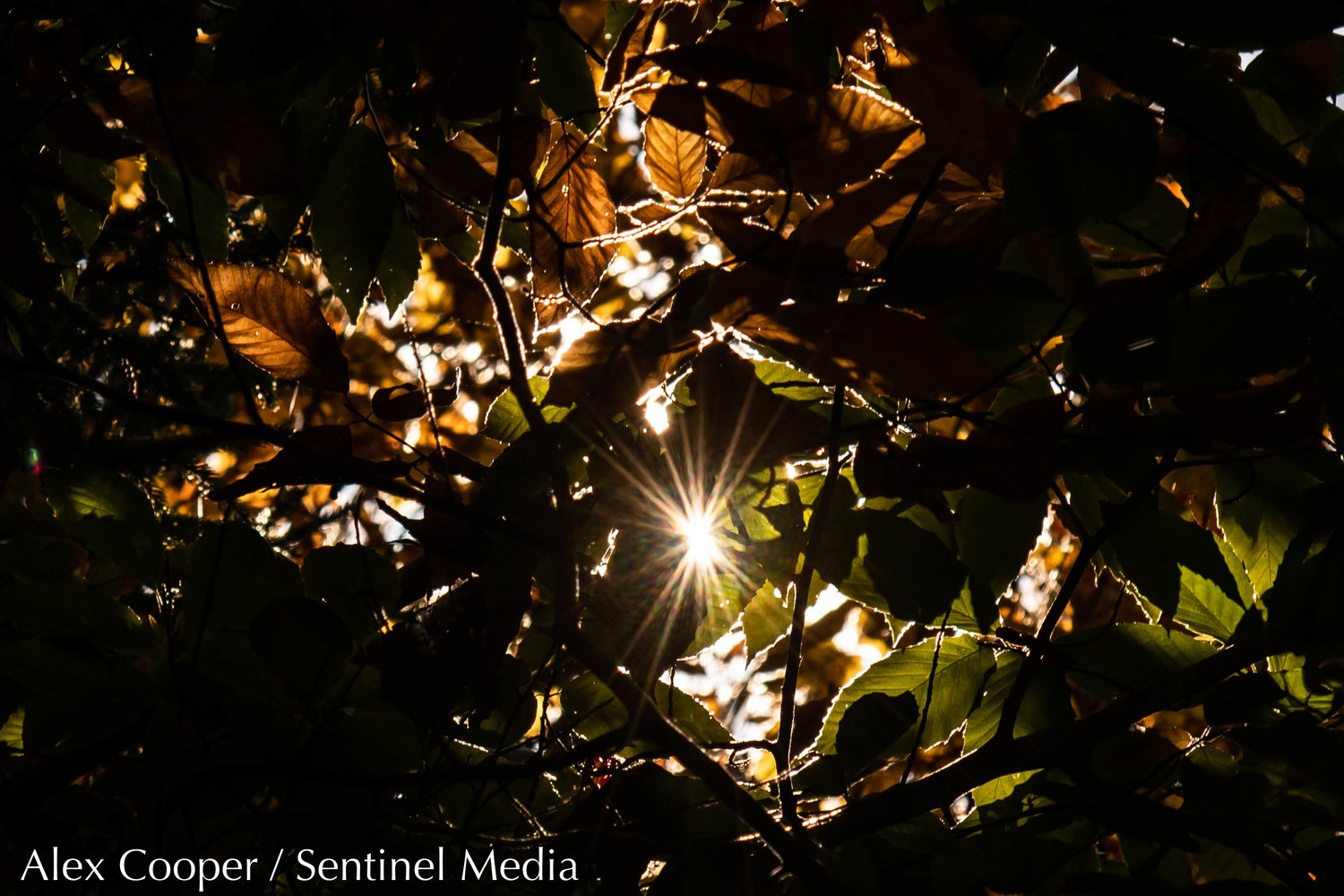 The sun peeks through leaves at McCauley Mountain on Wednesday, Oct. 5 in Old Forge.