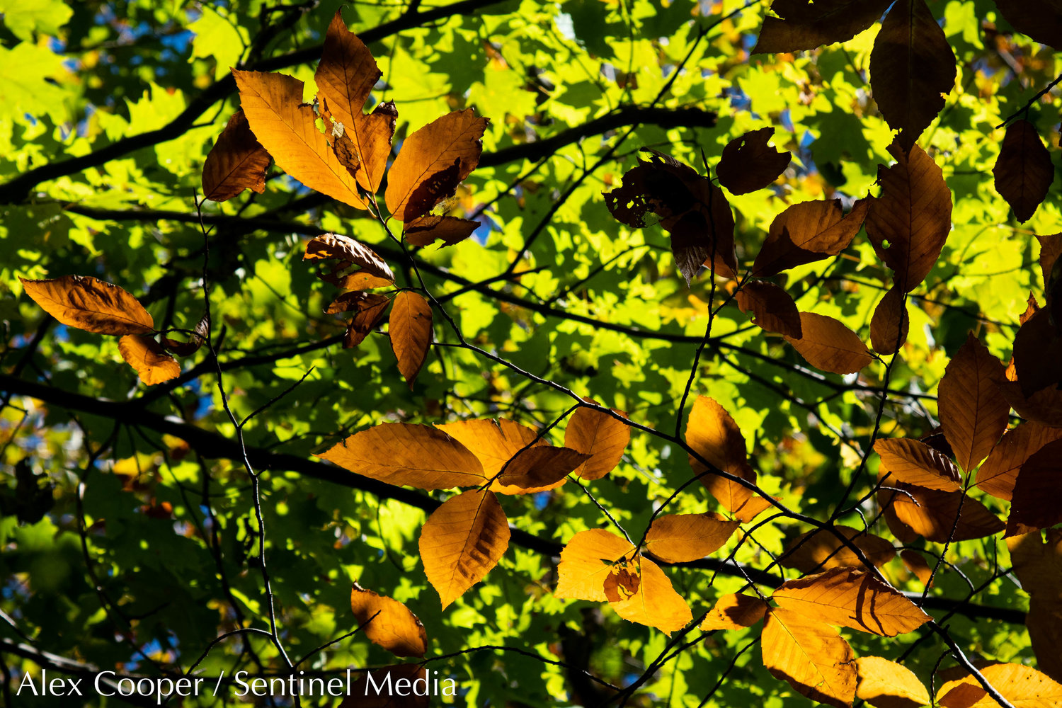 Sunlight shines through leaves at McCauley Mountain on Wednesday, Oct. 5 in Old Forge.
