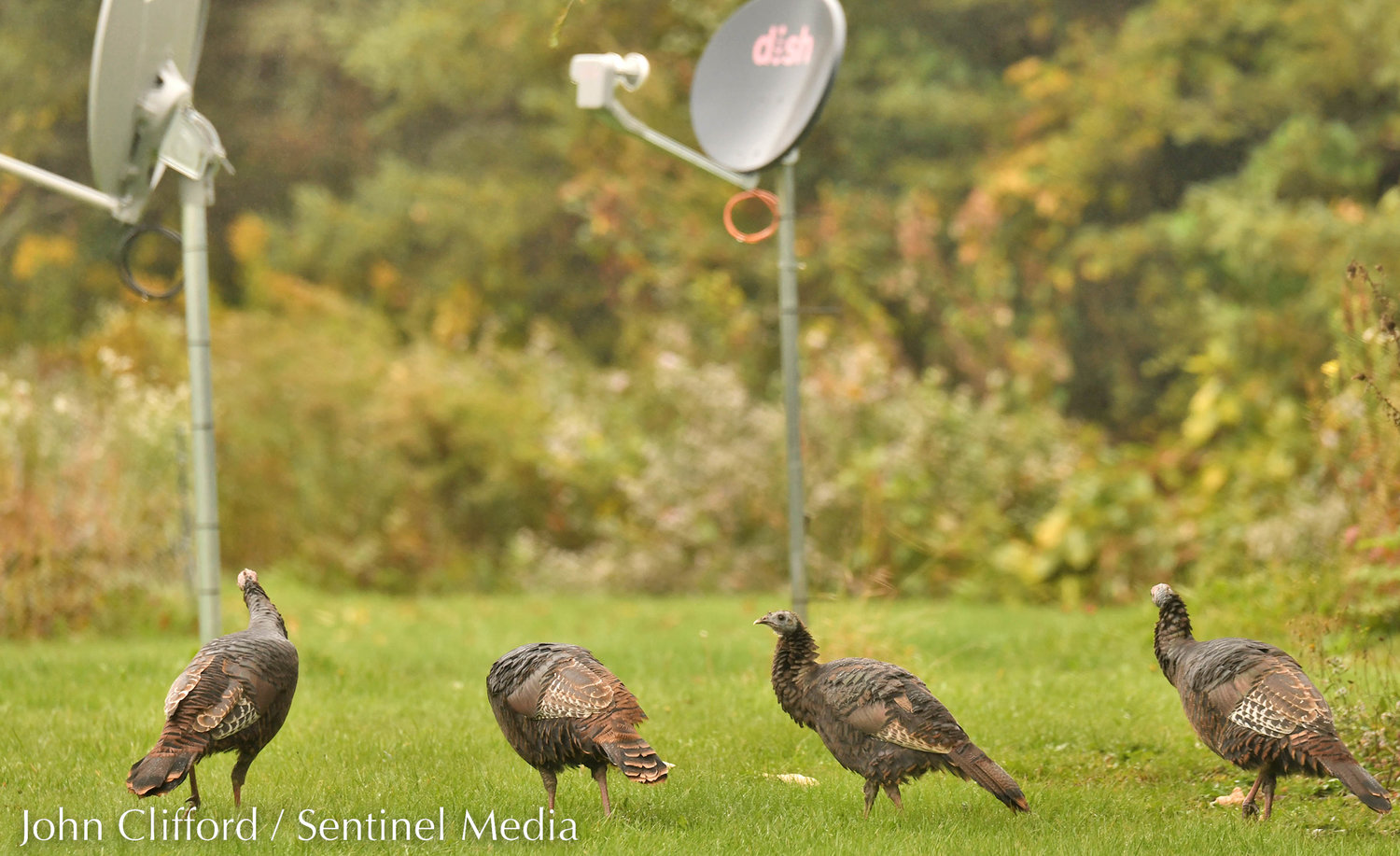 Wild turkey roam around in the back yard of a residence on East Ava Road in Ava on Friday, October 7, 2022.