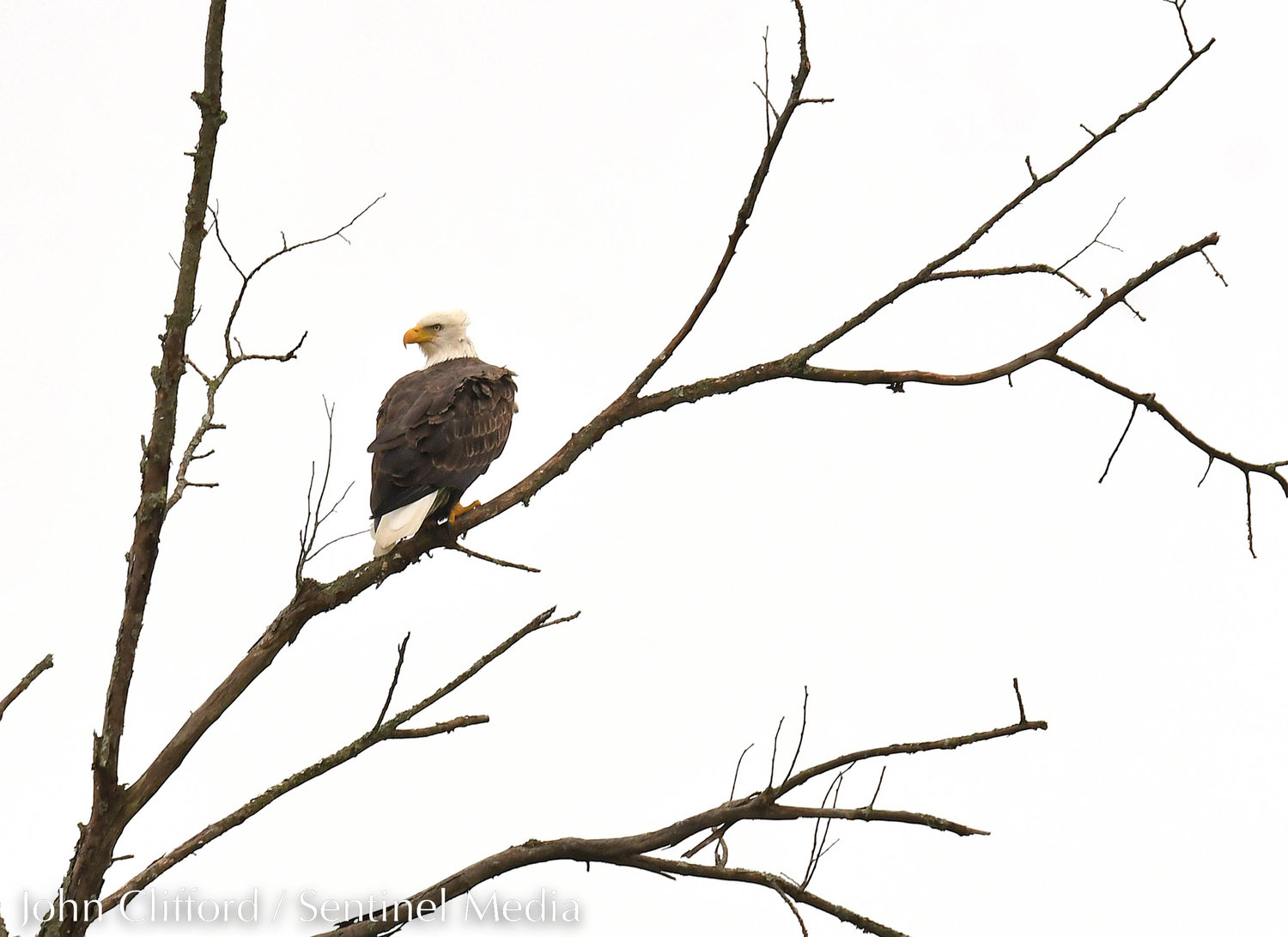 An American bald eagle on Route 294 across the street from Adirondack HS perched on a branch Friday afternoon October 7, 2022.