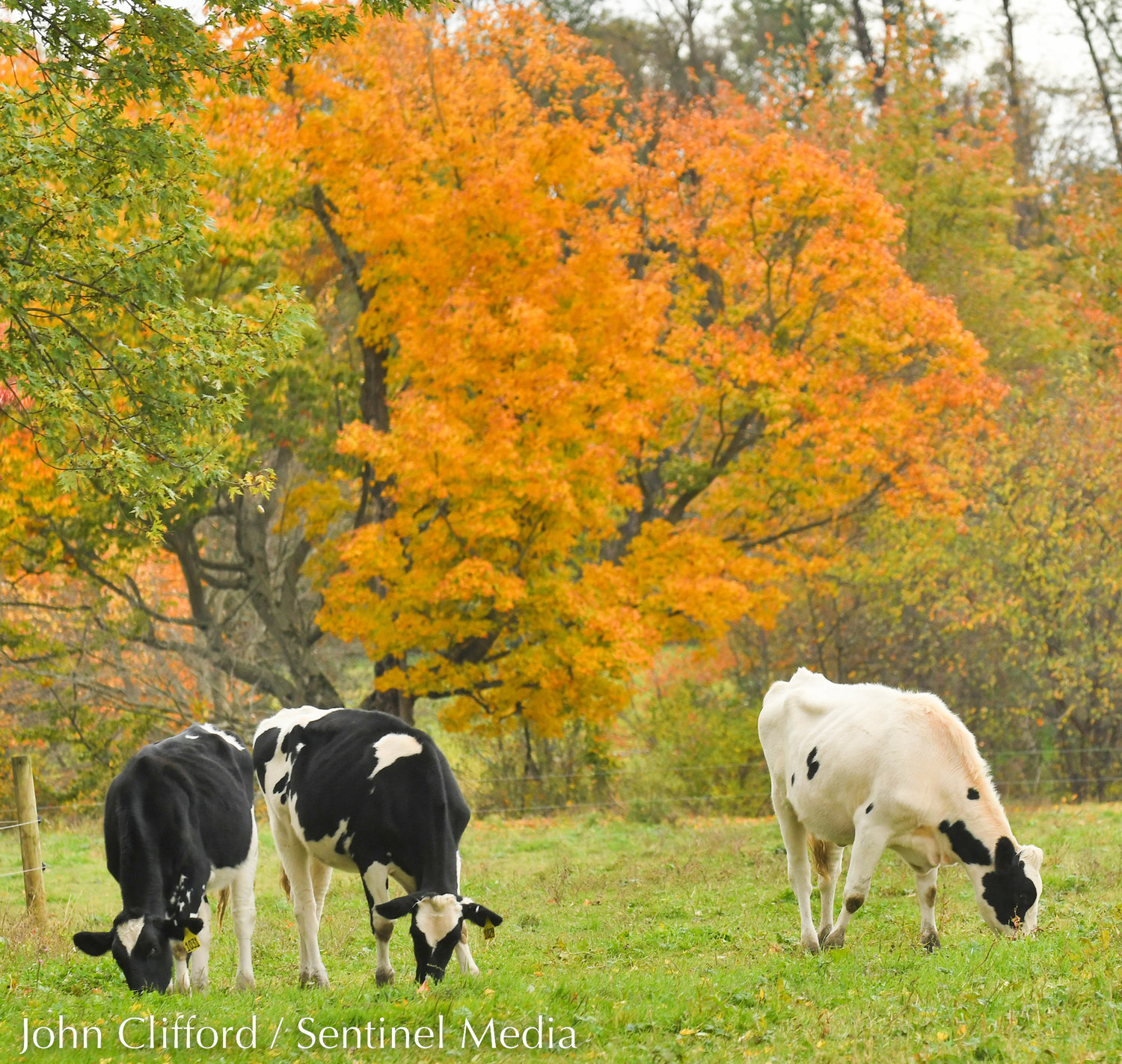 Cows graze along Happy Valley Road in Verona on Wednesday, October 19.
