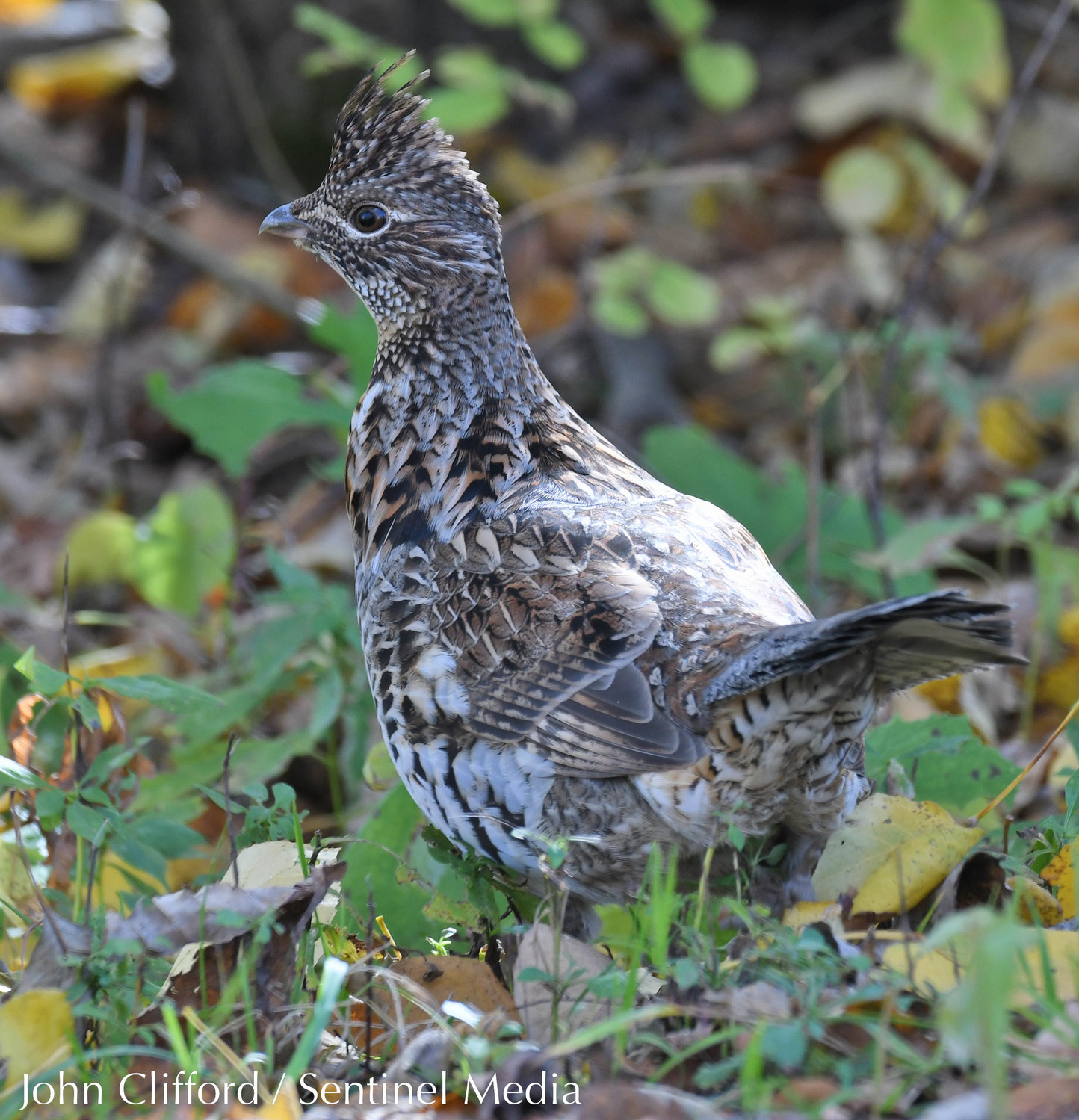 A ruffed grouse in the town of Boonville on Friday, October 21, 2022.