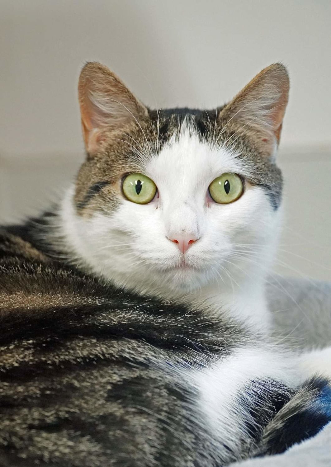 Lucy is 2-year-old shy kitty who lives in the community room with other cats, but would love to find a quiet home and family of her own.  If you would like to meet her, stop by Wanderers’ Rest Humane Association, 7138 Sutherland Drive, Canastota, or give them a call at 315-697-2796.